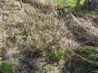 P1030573Kamtschatkabeere.webp