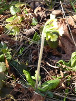 P1030578Schlüsselblume.JPG