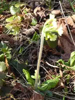 P1030578Schlüsselblume.webp