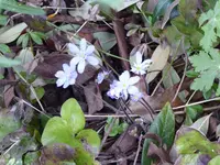 P1030581Leberblümchen.webp