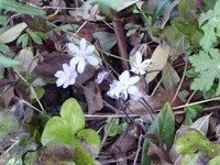 P1030581Leberblümchen.JPG