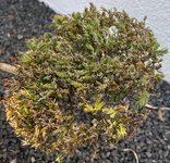 IMG_9281.JPG