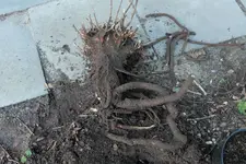 Gipskraut 20240123.webp