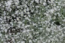 Gypsophila paniculata BöSW 20230701b.webp