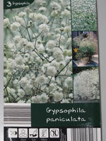 Gypsophila paniculata Packung.jpg