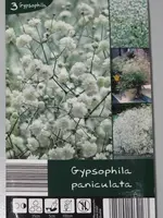Gypsophila paniculata Packung.webp