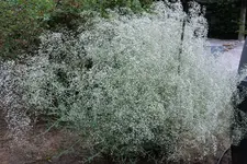 Gypsophila paniculata BöSW 20230701a.webp