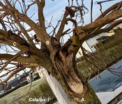 Catalpa-1_Wundenübersicht.jpg