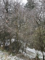 IMG_2055.jpeg