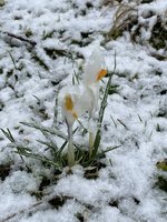 IMG_2060.jpeg