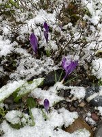 IMG_2061.jpeg