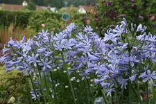 Agapanthus1016JPG.webp