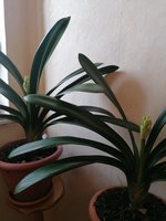 Clivia 06.03.2024.jpg