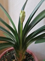 Clivia 06.03.24.jpg