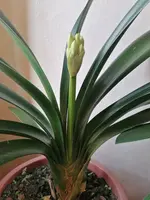 Clivia 06.03.24.webp