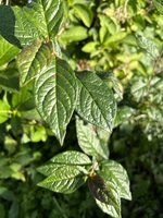 IMG_0227.jpeg