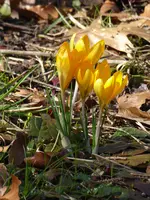 P1030580.webp