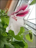 c018.webp
