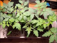 c024.webp