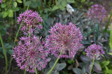Allium     0523.JPG