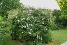 Rosenlaube  0923.webp