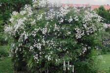 Rosenlaube  1223.JPG