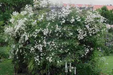 Rosenlaube  1223.webp