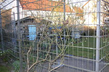 Rose Alba Meidiland 0124.JPG