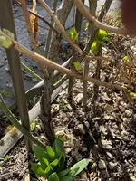 IMG_2084.webp IMG_2084.webp