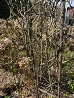 IMG_2085.webp IMG_2085.webp