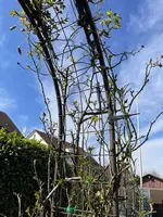 IMG_2086.webp IMG_2086.webp