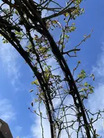 IMG_2087.webp IMG_2087.webp