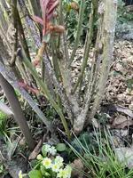 IMG_2088.webp IMG_2088.webp