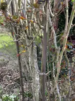 IMG_2089.webp IMG_2089.webp