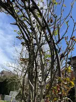 IMG_2090.webp IMG_2090.webp