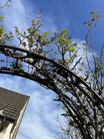 IMG_2091.webp IMG_2091.webp