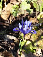 P1000312Iris reticula.webp