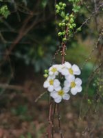 IMG_20240310_150711.jpg