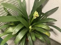Clivia-A*2024-03_01.webp