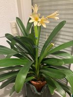 Clivia-C*2024-03*01.jpg