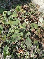 Phlomis russeliane 11.03.2024.jpg