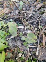 Phlomis Tuberosa 11.03.2024.jpg