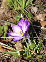 P1000315Krokus.webp