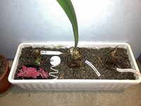 Amaryllis-Mix-A*2024-01_01_A04**A05**A06.jpg