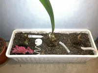 Amaryllis-Mix-A*2024-01_01_A04**A05**A06.jpg