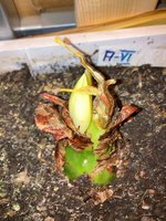 Amaryllis-Mix-A*2024-03_02*A06.jpg
