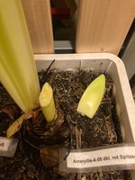 Amaryllis-Mix-A*2024-03_04**A05*dkl.rot*.jpg