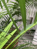 IMG_20240312_162828_234.jpg