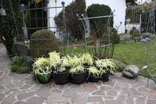Agapanthus      0224.JPG