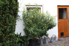 Hammerstrauch   0223.JPG